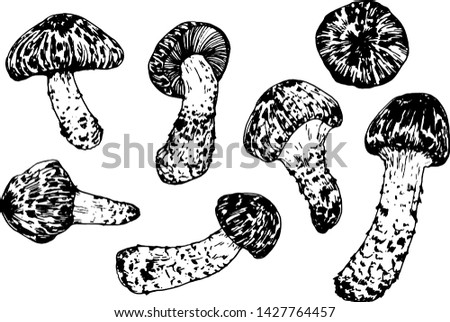 Matsutake. Edible mushrooms. Oriental kitchen. Hand drawn vector illustration in engraving style Royalty-Free Stock Photo #1427764457