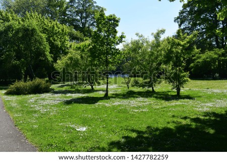 Beautiful landscape with green lawn, white wild flowers and trees in the park.
