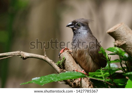 Speckled mousebird (colius striatus) perching in a tree