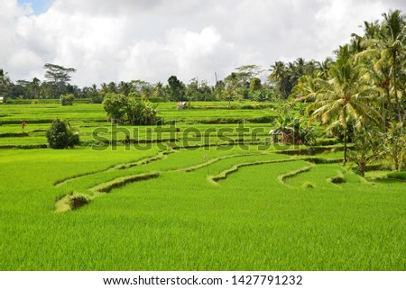 Lush green rice terrace in Bali