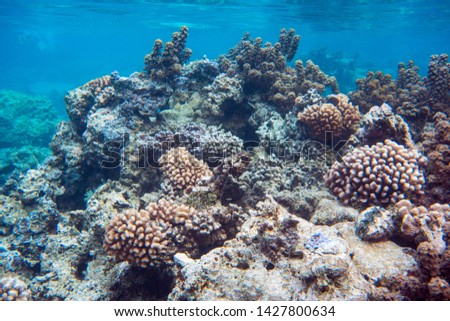 Colorful coral reef in the pacific ocean