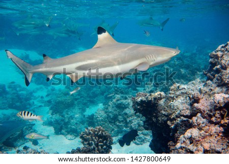 Reef shark swimming around a tropical island
