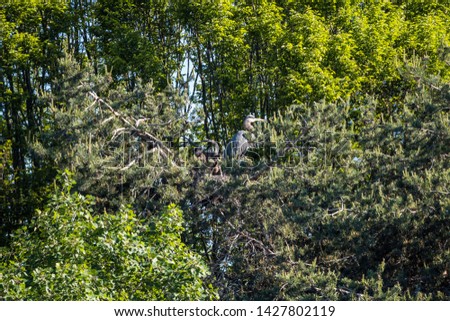 one great blue heron guarding its chicks on the nest high above the tree branch on a sunny day 