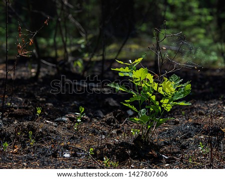 black trunks of burnt trees and black earth after forest fires in Bialowieza Forest