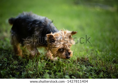 Picture of the Yorkshire Terrier