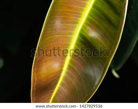 Detail of big leaf vein