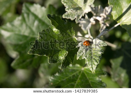 Ladybug on the leaves on a branch picture for text