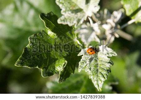 Ladybug on the leaves on a branch picture for text