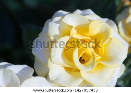 Beautiful yellow-white roses photo for text