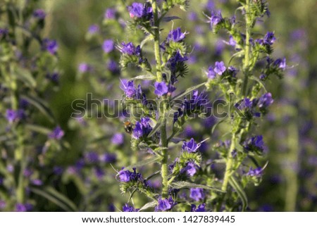 Beautiful wild purple flowers. Photography for text.