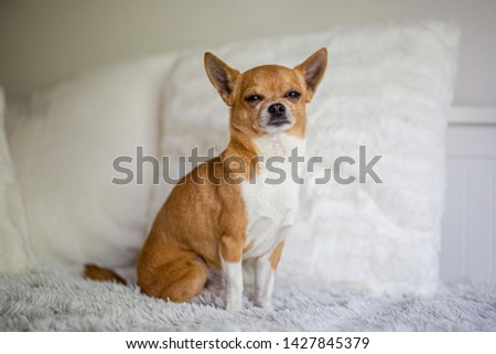 Picture of the little chihuahua