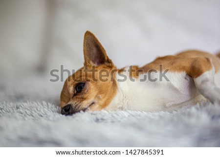 Picture of the little chihuahua