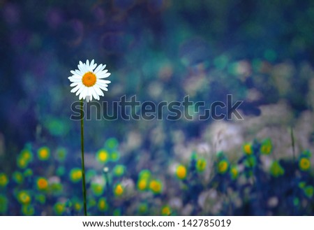 White and yellow daisy on blurred abstract purple background
