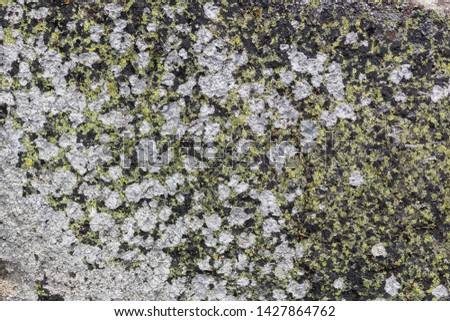 Granite texture with white moss in Madrid.