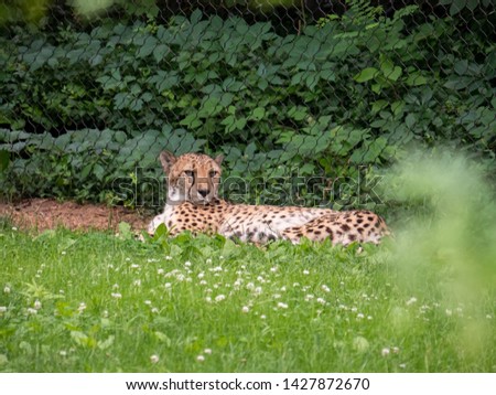 Captive Cheetah at a Zoo