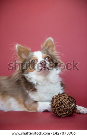 Long haired chihuahua dog portrait. Posing with a toy wood ball. Pink background.