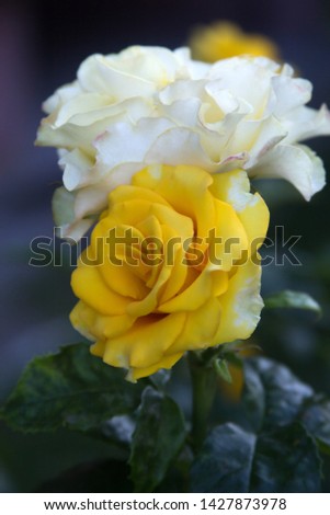 Yellow White Roses Textured Photography