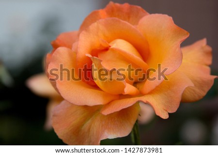 Orange beautiful rose texture photo