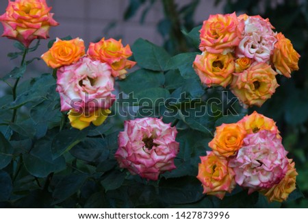 Beautiful delicate roses flowers texture photo