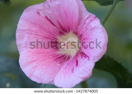 Beautiful pink flowers. Picture for text.