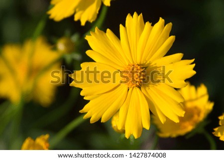Beautiful yellow flowers. Picture for text.