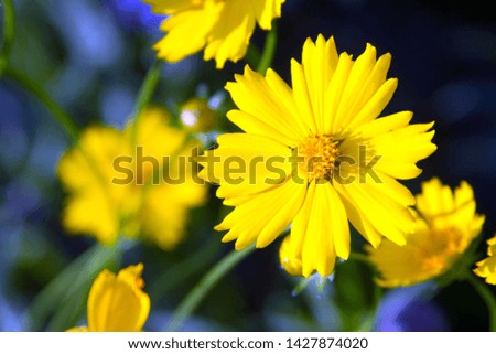 Beautiful yellow flowers. Picture for text.