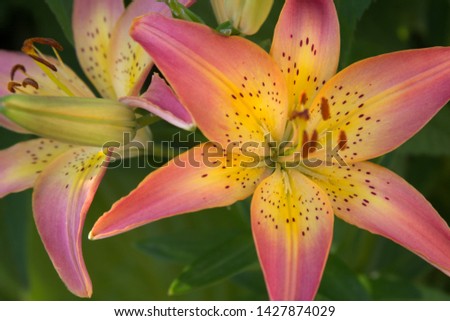 Beautiful pink yellow lilies flowers photography for text