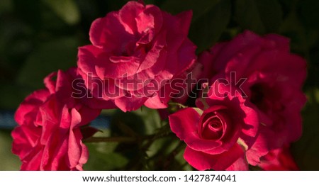 Beautiful pink flowers. Picture for text.