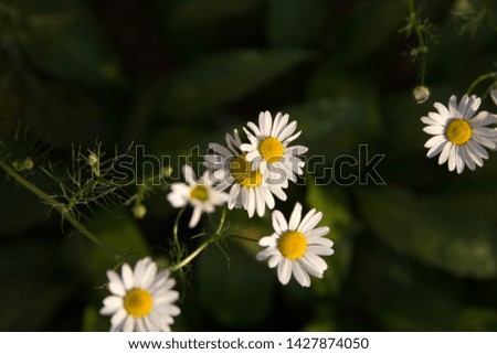 Beautiful medical chamomile flowers photography for text