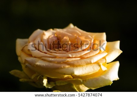 Beautiful roses flowers photography for text