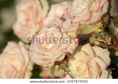 Beautiful delicate roses flowers texture photo