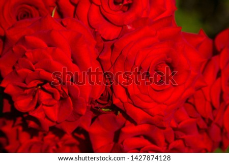 Beautiful red roses flowers textural photo