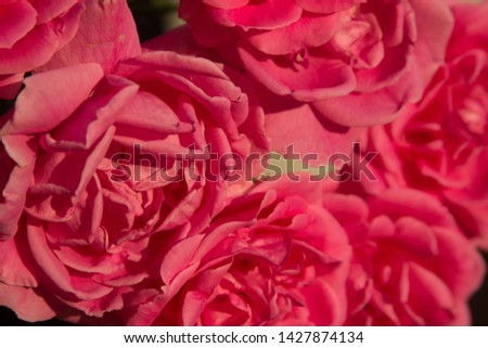 Beautiful pink roses flowers texture photo