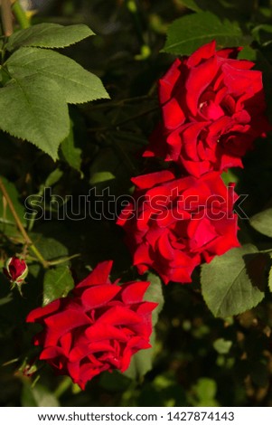 three beautiful red roses texture photo