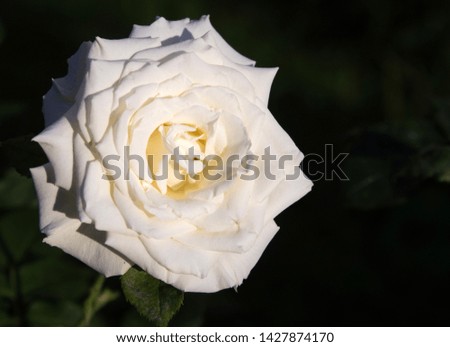 White beautiful rose texture photo