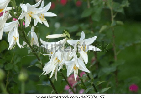 White beautiful lilies texture photo