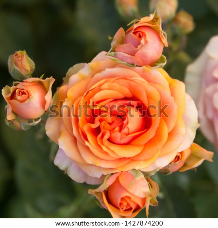 Beautiful orange-pink roses flowers textural photo