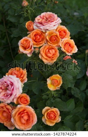 Beautiful orange-pink roses flowers textural photo