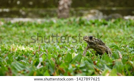 small brown frog hidding in the green grass