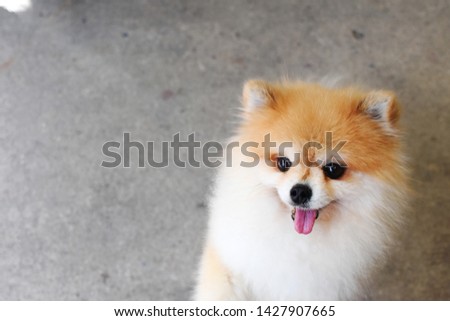 Cute fluffy pet, crop picture of Pomeranian puppy dog stand with paw on texture gray cement background, view just orange face and white hair around neck, body of pet with space for copy, furry friend