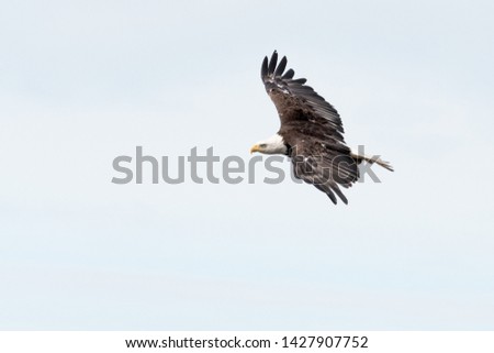Bald Eagle soaring in the sky in Alaska, USA.