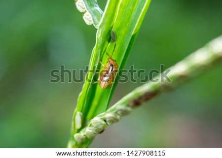 Macro of small insects on green grass leaves.Photo select focus.