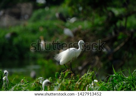 wild birds community at the free wild nature in Medan, Indonesia. Bird little egret - Egretta garzetta 