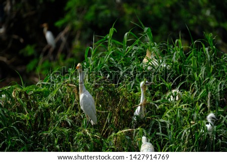 wild birds community at the free wild nature in Medan, Indonesia. Bird little egret - Egretta garzetta 