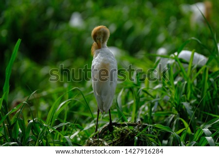 wild birds community at the free wild nature in Indonesia. Bird little egret - Egretta garzetta 