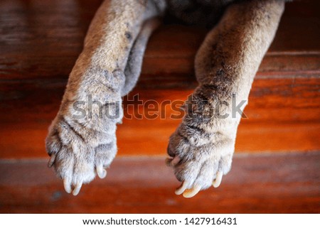 Close-up picture of dog's legs, nails, skin, hair, pet, health examination