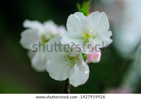 The cherry blossom trees bloom in the spring garden and bloom beautiful white flowers.