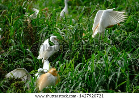 a family communication wild birds community at the free wild nature in Indonesia. Bird little egret - Egretta garzetta 
