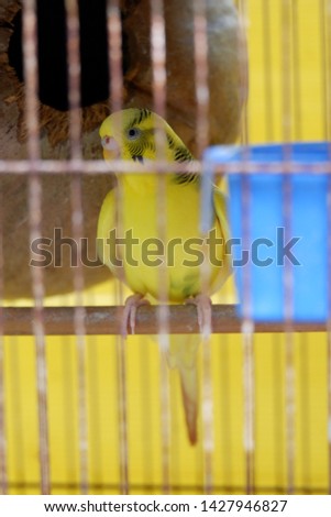 ํYellow budgie parrot pet bird (Melopsittacus undulatus) in the cage and yellow backgroumd.