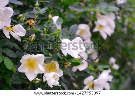 Shrub of white Dogrose or Briar flowers with soft focus. Macro view of flowering rose hips of Briar eglantine canker-rose - delicately flavored Eurasian wild rose is magic symbol of Venus and love